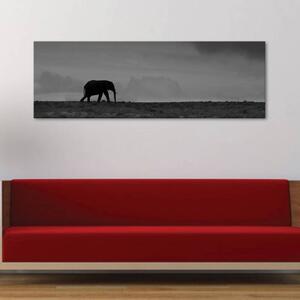 120x50cm - Elefánt vászonkép