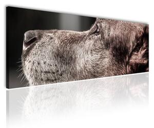 120x50cm - Kutya profil vászonkép