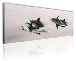 120x50cm - Boldog delfinek vászonkép
