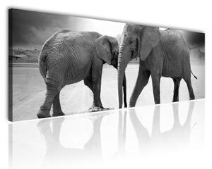 120x50cm - Elefántok együtt vászonkép