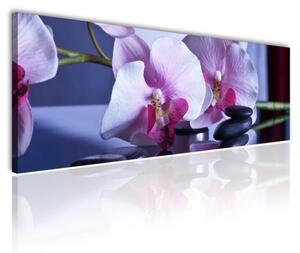 120x50cm - Orchidea spa vászonkép