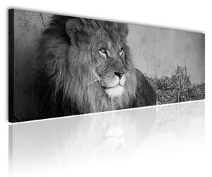 120x50cm - Pihenő oroszlán fekete fehér vászonkép