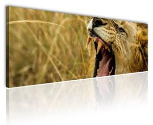 120x50cm - Simba oroszlán vászonkép