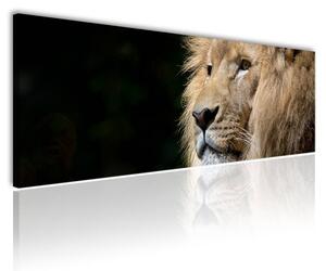120x50cm - Az oroszlán tekintete vászonkép