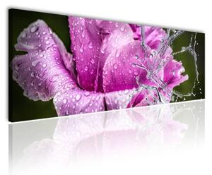 120x50cm - Rózsa az esőben vászonkép