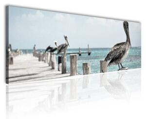 120x50cm - Vadászó pelikánok vászonkép