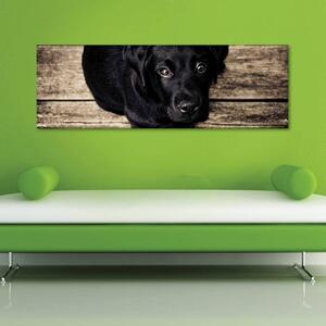 120x50cm - Egy kutya bizalma vászonkép