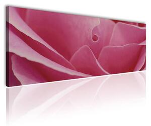 120x50cm - Rózsaszín szirmok vászonkép
