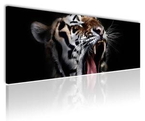 120x50cm - Ásító tigris vászonkép