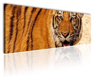 120x50cm - Nyugodt tigris vászonkép