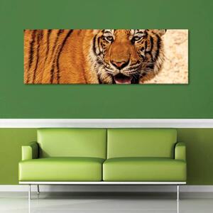 120x50cm - Nyugodt tigris vászonkép