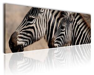 120x50cm - Zebra barátság vászonkép