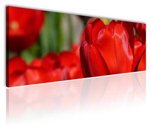 120x50cm - Vörös tulipánok vászonkép