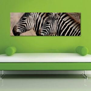 120x50cm - Zebra barátság vászonkép