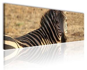120x50cm - Büszke zebra vászonkép