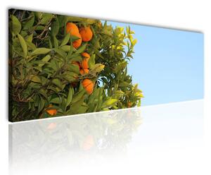120x50cm - Narancs fa vászonkép