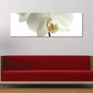 120x50cm - Fehér orchidea vászonkép