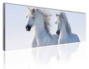 120x50cm - Fehér lovak vászonkép