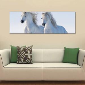 120x50cm - Fehér lovak vászonkép