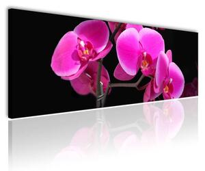 120x50cm - Rózsaszín orchidea vászonkép