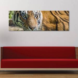 120x50cm - Vad tigris vászonkép