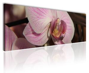 120x50cm - Közeli orchidea vászonkép