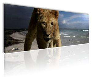 120x50cm - Ifjú oroszlán vászonkép