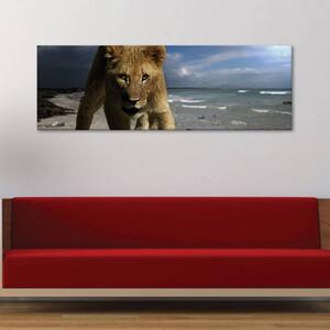 120x50cm - Ifjú oroszlán vászonkép