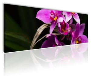 120x50cm - Élő orchidea vászonkép