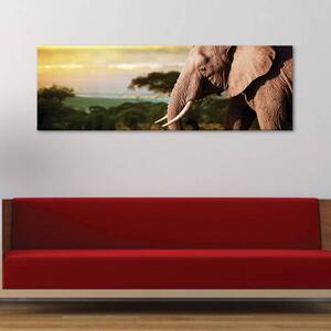 120x50cm - Békés elefánt vászonkép