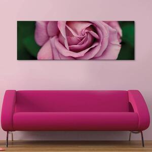 120x50cm - Pink rózsa vászonkép