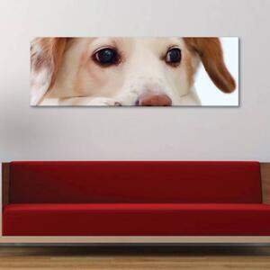 120x50cm - Kis kutya vászonkép