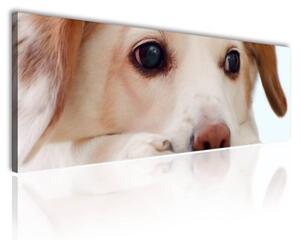 120x50cm - Kis kutya vászonkép
