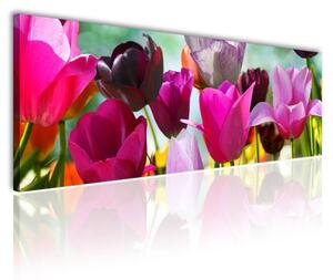 120x50cm - Holland tulipánok vászonkép