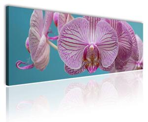 120x50cm - Orchidea virága vászonkép