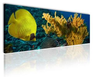 120x50cm - Sárga hal és koral vászonkép