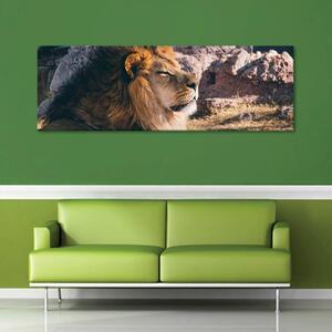 120x50cm - Büszkeség oroszlán vászonkép
