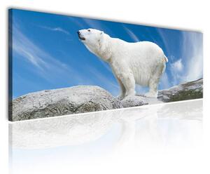 120x50cm - Jegesmedve vászonkép