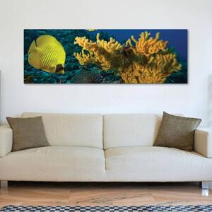 120x50cm - Sárga hal és koral vászonkép