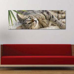 120x50cm - Kis macska vászonkép