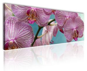 120x50cm - Csodálatos orchidea vászonkép