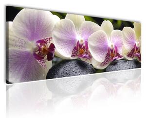120x50cm - Békés orchideák vászonkép