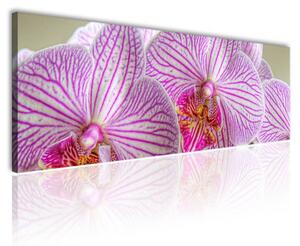 120x50cm - Vidám orhideák vászonkép