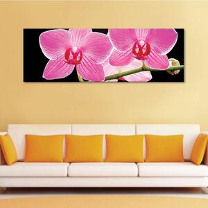 120x50cm - Fekete és rózsaszín orhideák vászonkép