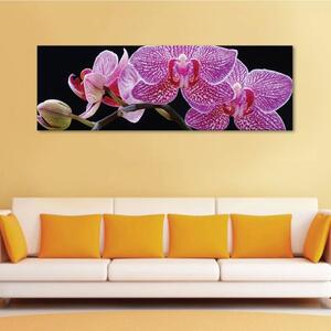 120x50cm - Tigris orhidea vászonkép