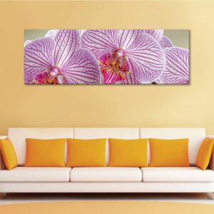 120x50cm - Vidám orhideák vászonkép