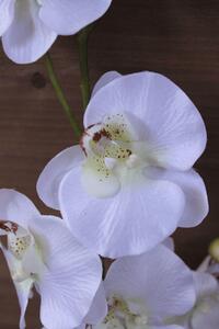 Fehér mű orchidea 80cm