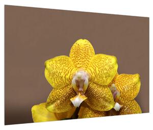 Modern vászonkép K011316K9060 (90x60 cm)