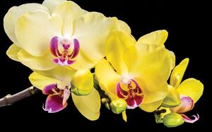 Sárga orchideák poszter, fotótapéta, Vlies (104 x 70,5 cm)