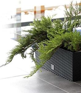 Prosperplast Rato Case önöntöző kaspó 51,4 x 19 x 18,6 cm antracit